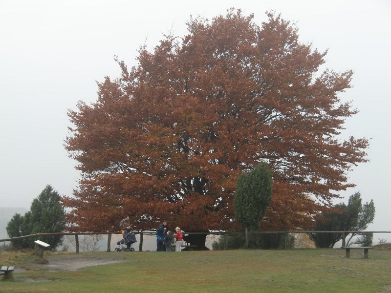 Wilseder Berg 1 2010 097